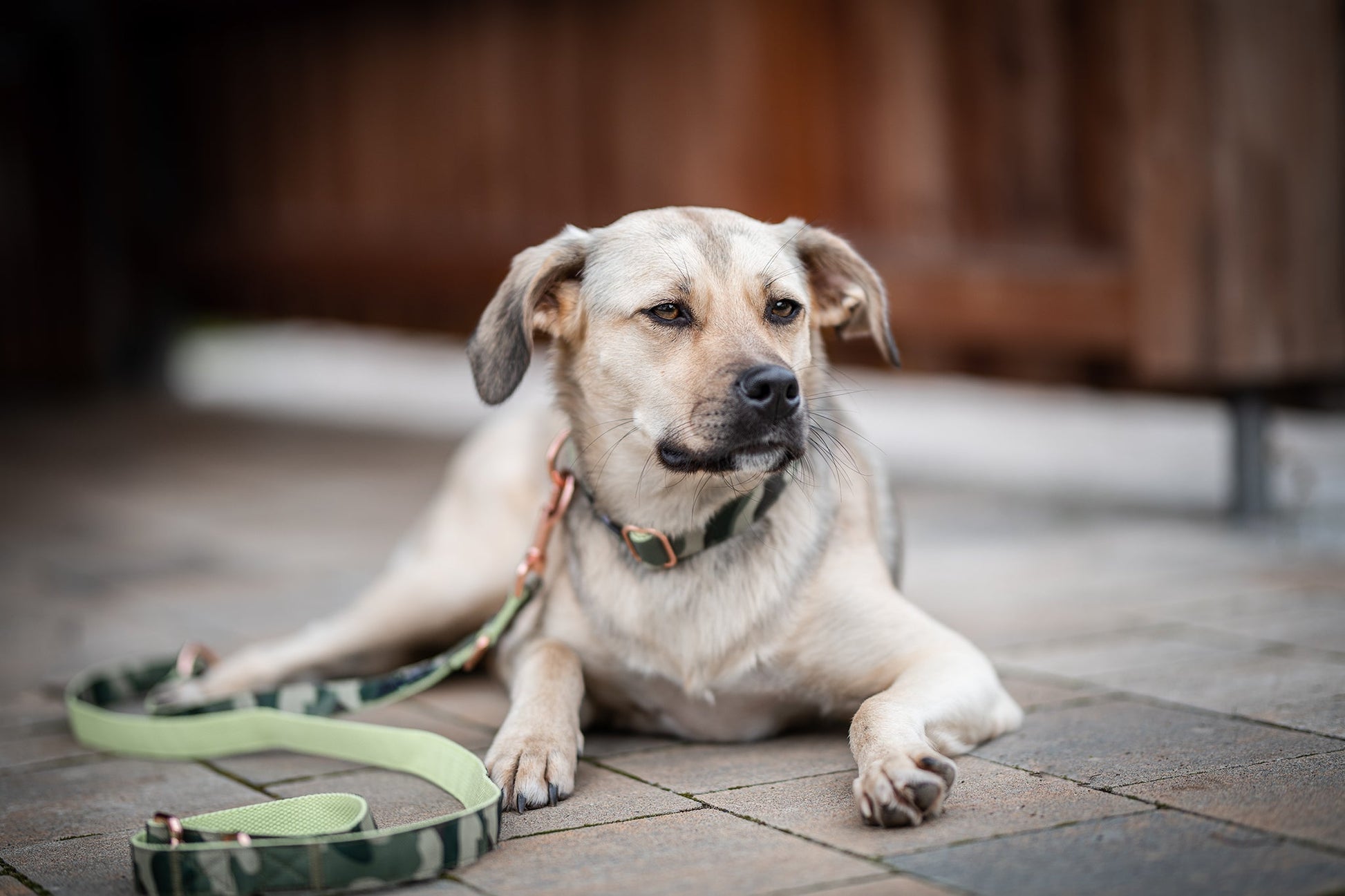 Hundehalsband + Leine Set "Ranger" inkl. Geschenkbox - Dog & Dress