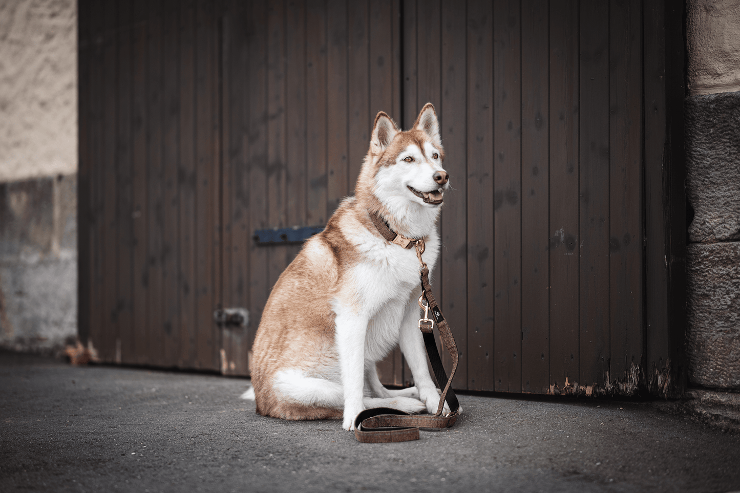 
                  
                    Hundehalsband "Argos", braun, roségold, mit Nylon verstärkt, Klickverschluss, verstellbar - Dog & Dress
                  
                