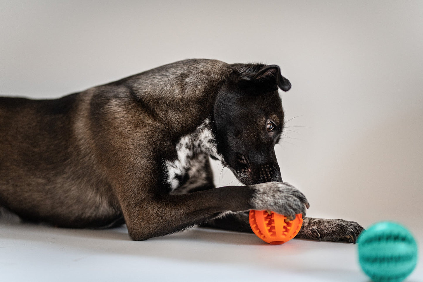 
                  
                    Leckerli Ball "Snack & Play" für Zahnpflege & -reinigung ideal als Spielzeug und Beschäftigung - Dog & Dress
                  
                