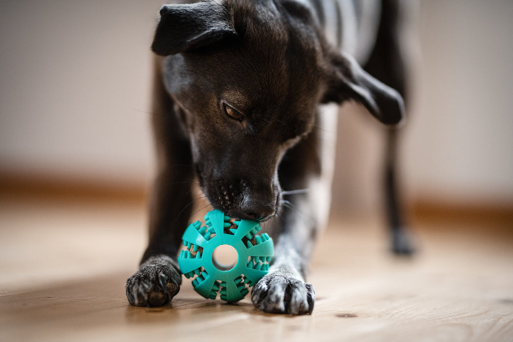 
                  
                    Leckerli Ball "Snack & Play" für Zahnpflege & -reinigung ideal als Spielzeug und Beschäftigung - Dog & Dress
                  
                